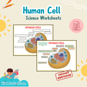 Human Cell Worksheet
