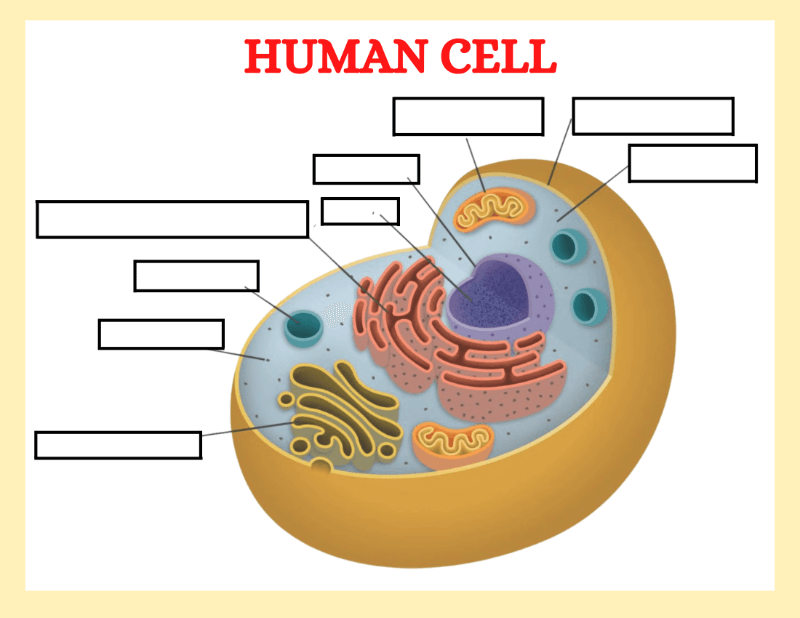 Human Cell Worksheet