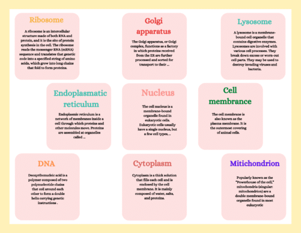 Human Cell Worksheet