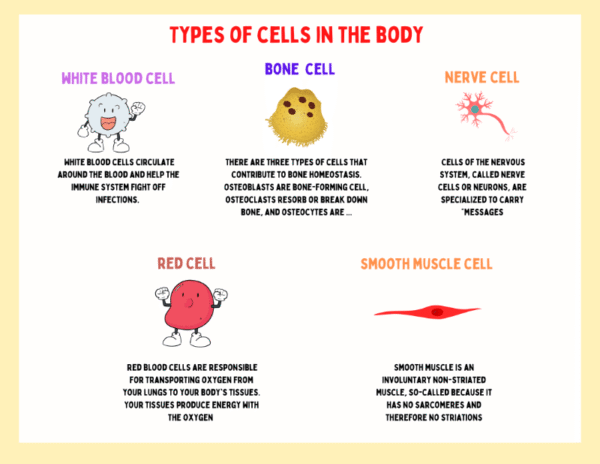 Human Cell Worksheet