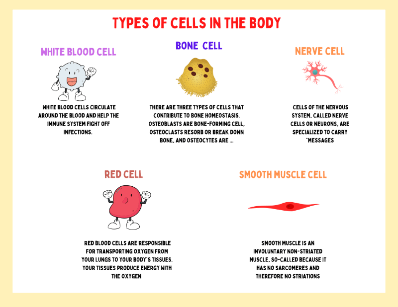 Human Cell Worksheet