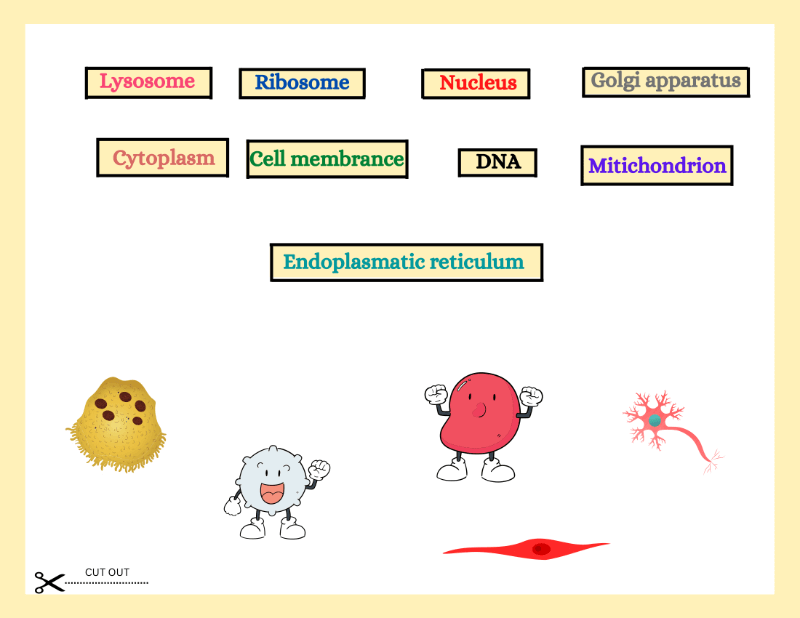 Human Cell Worksheet