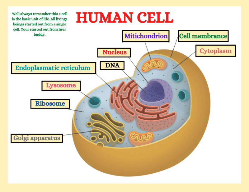 Human Cell Worksheet