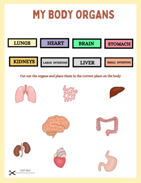 My Body Organs & Fun Facts