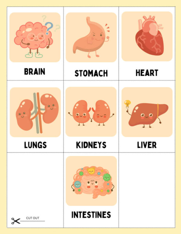My Body Organs & Fun Facts