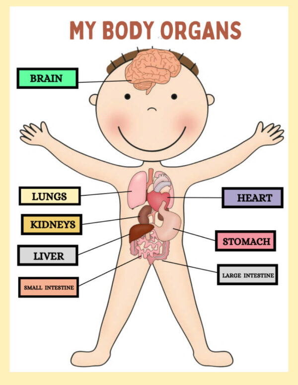 My Body Organs & Fun Facts