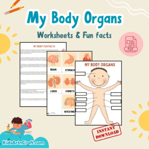 My Body Organs Worksheet & Fun Facts