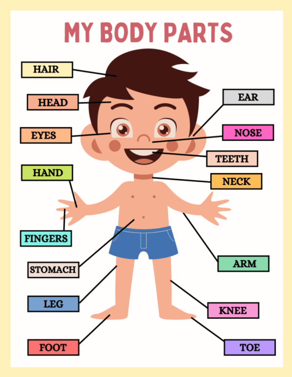 My Body Parts Worksheet and Flashcards - Image 3