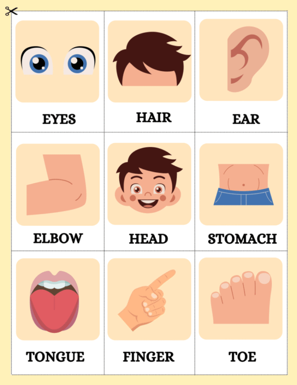 My Body Parts Worksheet and Flashcards - Image 6