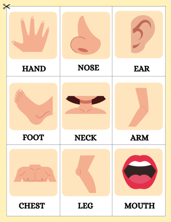 My Body Parts Worksheet and Flashcards - Image 7