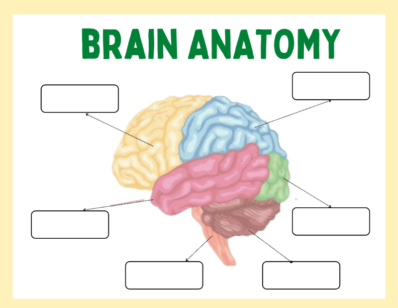 My Brain Worksheet - Image 2