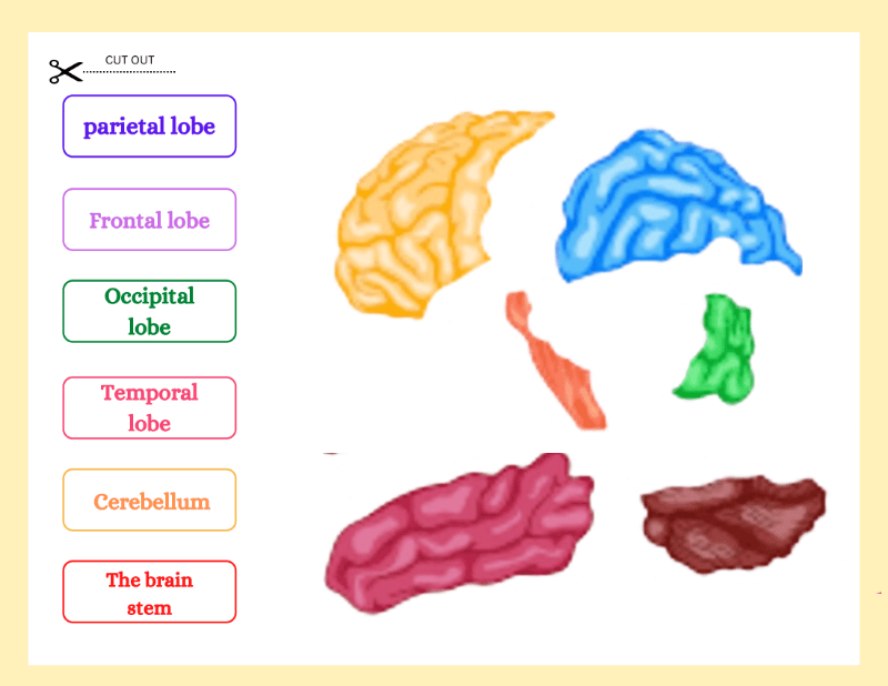 My Brain Worksheet - Image 3