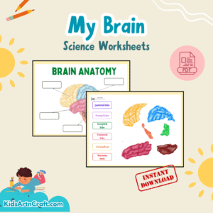 My Brain Worksheet