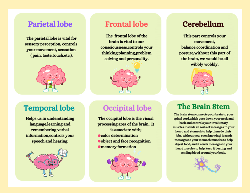 My Brain Worksheet - Image 4
