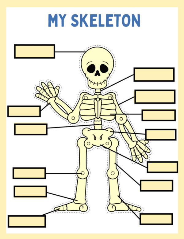 My Skeleton Worksheets & Fun Facts