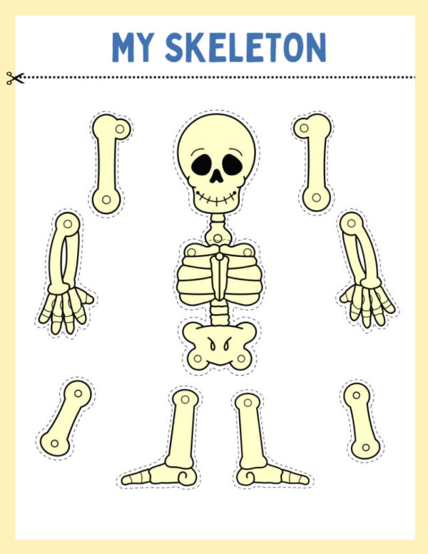 My Skeleton Worksheets & Fun Facts