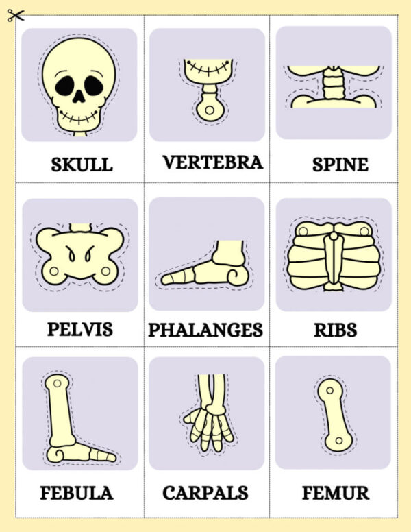 My Skeleton Worksheets & Fun Facts