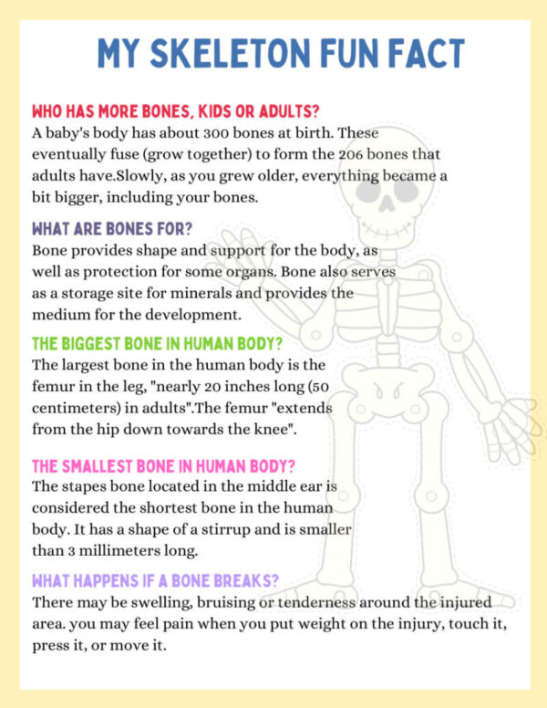 My Skeleton Worksheets & Fun Facts