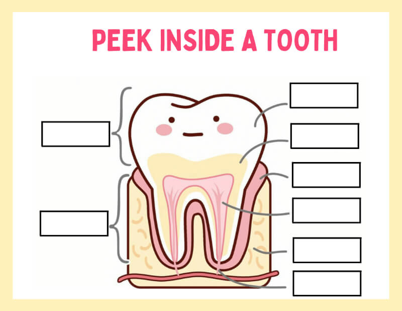 My Teeth Worksheet