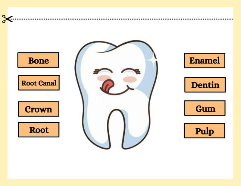 My Teeth Worksheet